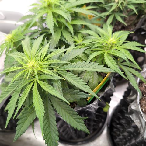 Anita-NH ATF (73), 13-27%, Sativa 149g wet/25g dry growlog photo: She's taking off!!