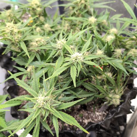 Frannie- BB Fat Bastard (90), Hybrid, 30-38%, 312 wet/57 dry growlog timeline photo
