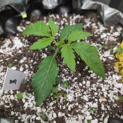 Donna- NH Nuclear Stardawg (74), 22% Sativa, 150g wet/29 dry growlog photo: She changed so much overnight!!