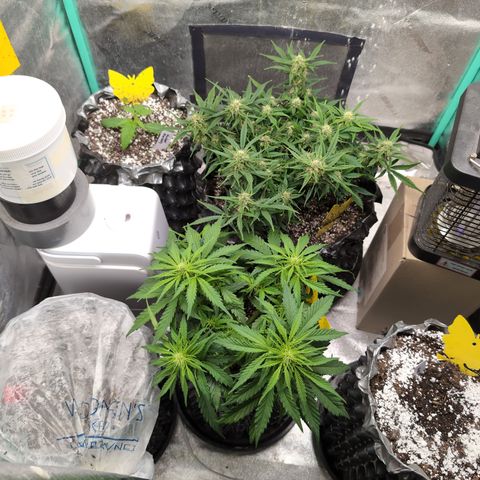 Donna- NH Nuclear Stardawg (74), 22% Sativa, 150g wet/29 dry growlog timeline photo