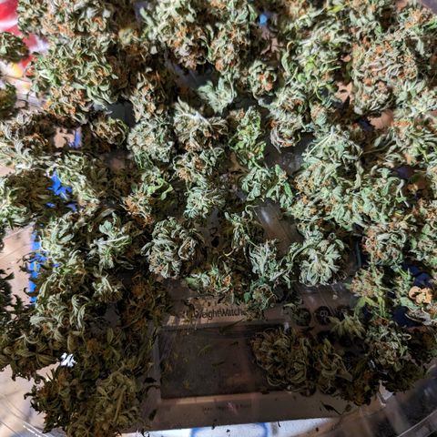 Zelda- Purple Panama Red 17-21%S, (94 days),  287w/60d growlog timeline photo