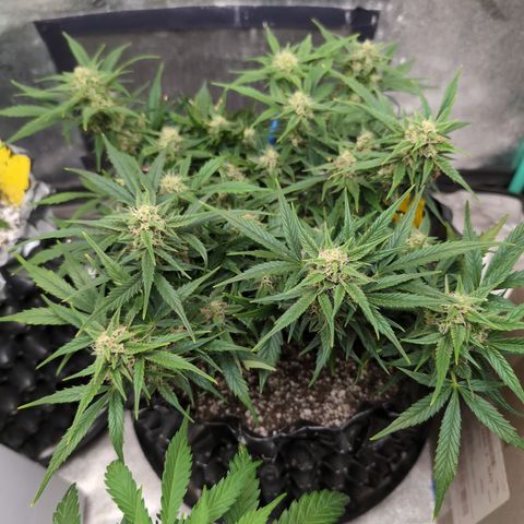 Frannie- BB Fat Bastard (90), Hybrid, 30-38%, 312 wet/57 dry growlog timeline photo