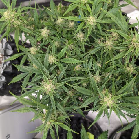 Frannie- BB Fat Bastard (90), Hybrid, 30-38%, 312 wet/57 dry growlog timeline photo