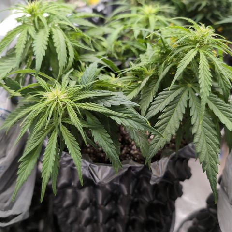 Anita-NH ATF (73), 13-27%, Sativa 149g wet/25g dry growlog timeline photo