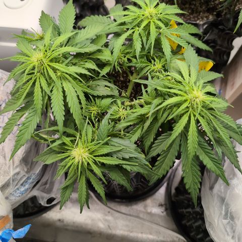 Anita-NH ATF (73), 13-27%, Sativa 149g wet/25g dry growlog timeline photo