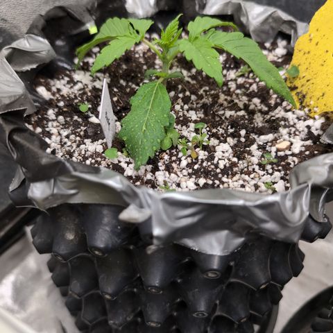Donna- NH Nuclear Stardawg (74), 22% Sativa, 150g wet/29 dry growlog timeline photo