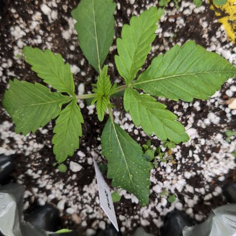 Donna- NH Nuclear Stardawg (74), 22% Sativa, 150g wet/29 dry growlog timeline photo