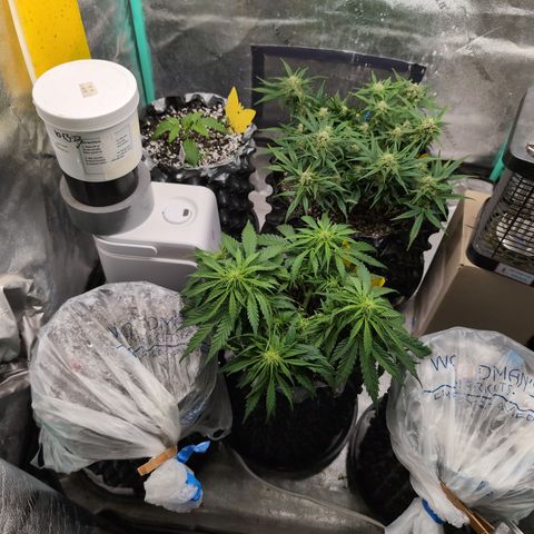 Donna- NH Nuclear Stardawg (74), 22% Sativa, 150g wet/29 dry growlog photo: I put the dome back on Carmen.