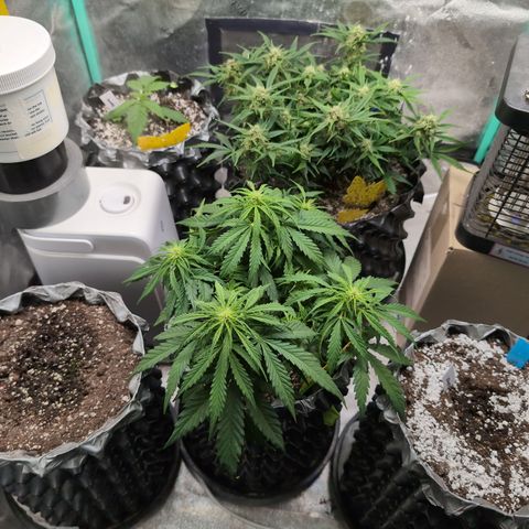 Donna- NH Nuclear Stardawg (74), 22% Sativa, 150g wet/29 dry growlog timeline photo