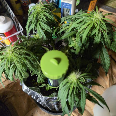 Anita-NH ATF (73), 13-27%, Sativa 149g wet/25g dry growlog timeline photo
