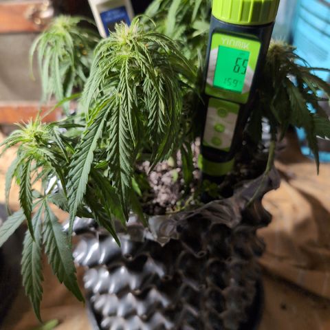 Anita-NH ATF (73), 13-27%, Sativa 149g wet/25g dry growlog timeline photo