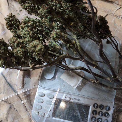 Quinn- Quarter Pounder w/Cheese (84d) 22-28%Sativa 163g wet/36g dry growlog timeline photo