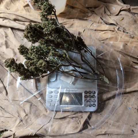 Quinn- Quarter Pounder w/Cheese (84d) 22-28%Sativa 163g wet/36g dry growlog timeline photo