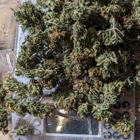 Quinn- Quarter Pounder w/Cheese (84d) 22-28%Sativa 163g wet/36g dry growlog photo: 36g