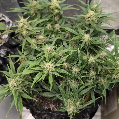 Frannie- BB Fat Bastard (90), Hybrid, 30-38%, 312 wet/57 dry growlog timeline photo