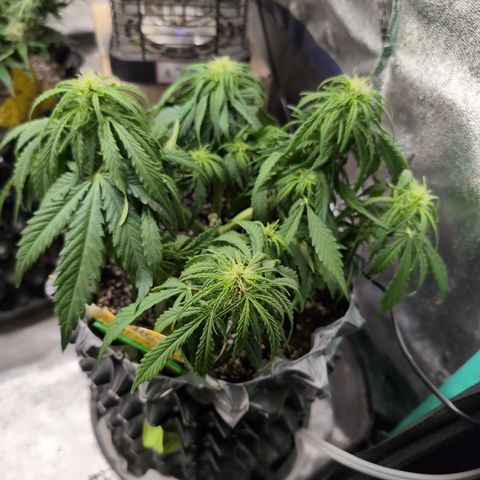 Anita-NH ATF (73), 13-27%, Sativa 149g wet/25g dry growlog timeline photo