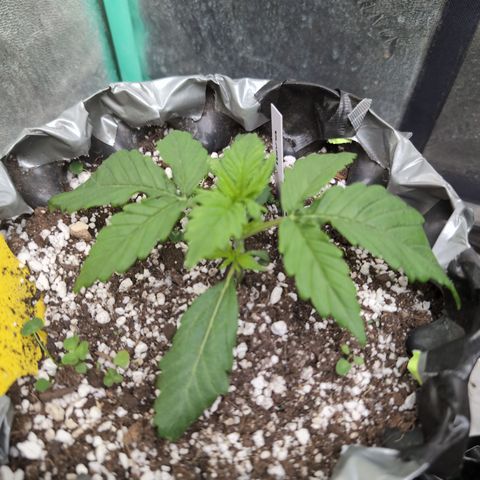 Donna- NH Nuclear Stardawg (74), 22% Sativa, 150g wet/29 dry growlog photo: She's good!