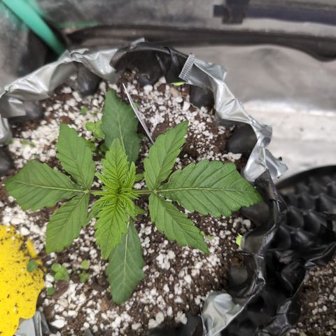Donna- NH Nuclear Stardawg (74), 22% Sativa, 150g wet/29 dry growlog photo: She's good!