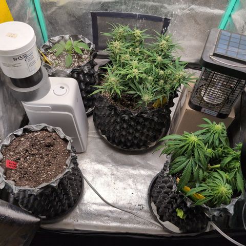 Donna- NH Nuclear Stardawg (74), 22% Sativa, 150g wet/29 dry growlog timeline photo