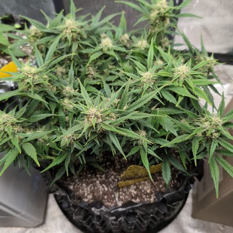 Frannie- BB Fat Bastard (90), Hybrid, 30-38%, 312 wet/57 dry growlog photo: Beautiful!