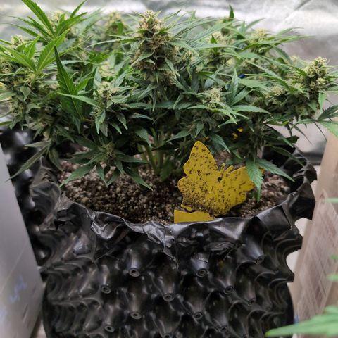 Frannie- BB Fat Bastard (90), Hybrid, 30-38%, 312 wet/57 dry growlog photo: Beautiful!