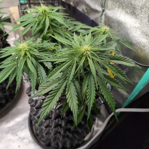 Anita-NH ATF (73), 13-27%, Sativa 149g wet/25g dry growlog photo: The shadier spot, and higher pH helped, for sure!