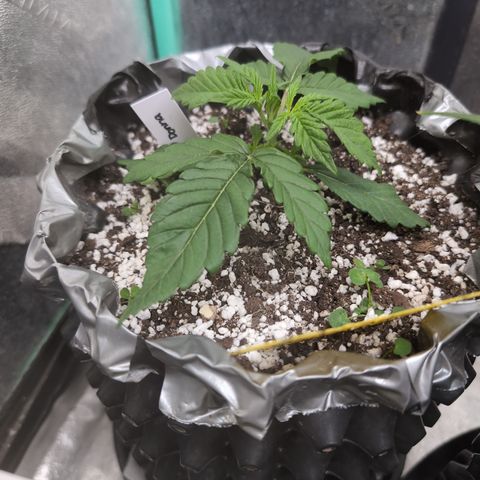Donna- NH Nuclear Stardawg (74), 22% Sativa, 150g wet/29 dry growlog photo: She's looking strong!