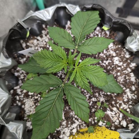 Donna- NH Nuclear Stardawg (74), 22% Sativa, 150g wet/29 dry growlog timeline photo