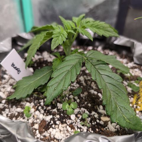 Donna- NH Nuclear Stardawg (74), 22% Sativa, 150g wet/29 dry growlog photo: I will wait for one more set