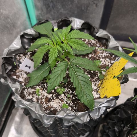 Donna- NH Nuclear Stardawg (74), 22% Sativa, 150g wet/29 dry growlog timeline photo