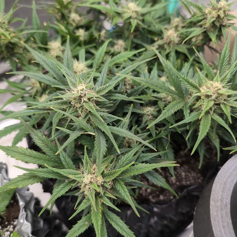 Frannie- BB Fat Bastard (90), Hybrid, 30-38%, 312 wet/57 dry growlog timeline photo