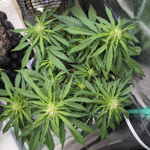 Anita-NH ATF (73), 13-27%, Sativa 149g wet/25g dry growlog timeline photo