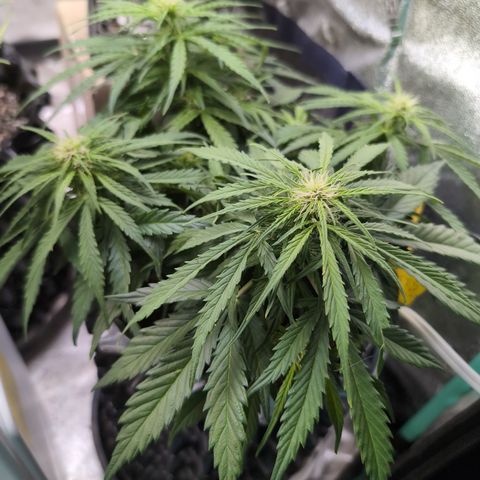 Anita-NH ATF (73), 13-27%, Sativa 149g wet/25g dry growlog timeline photo