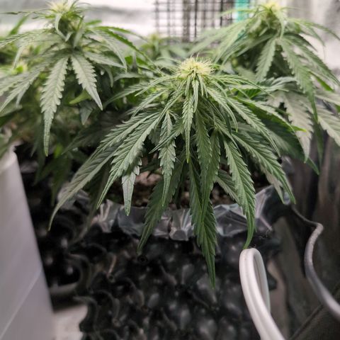Anita-NH ATF (73), 13-27%, Sativa 149g wet/25g dry growlog timeline photo