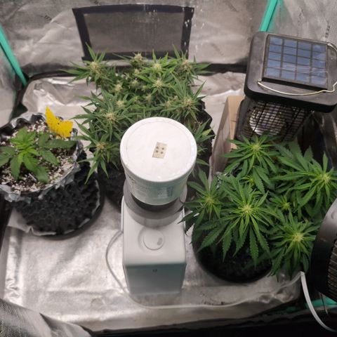 Donna- NH Nuclear Stardawg (74), 22% Sativa, 150g wet/29 dry growlog timeline photo