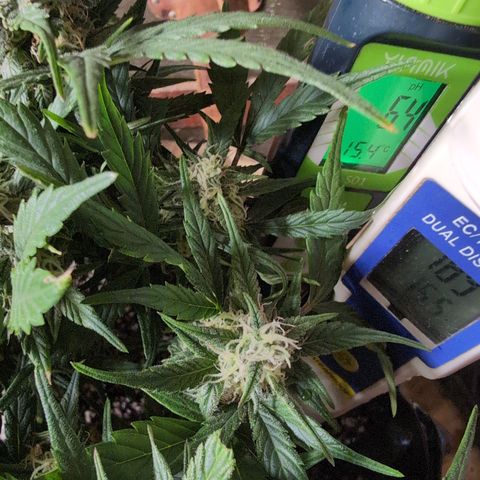 Frannie- BB Fat Bastard (90), Hybrid, 30-38%, 312 wet/57 dry growlog photo: It was JUST over 2.0. 
She's good!