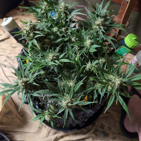 Frannie- BB Fat Bastard (90), Hybrid, 30-38%, 312 wet/57 dry growlog timeline photo