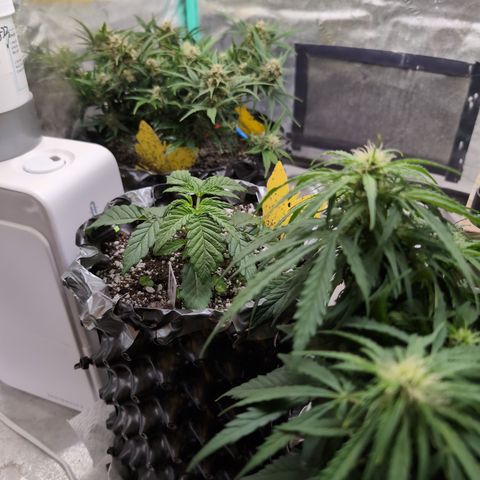 Donna- NH Nuclear Stardawg (74), 22% Sativa, 150g wet/29 dry growlog timeline photo