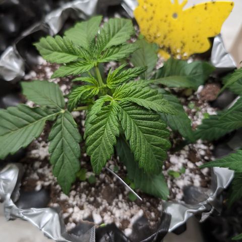 Donna- NH Nuclear Stardawg (74), 22% Sativa, 150g wet/29 dry growlog timeline photo