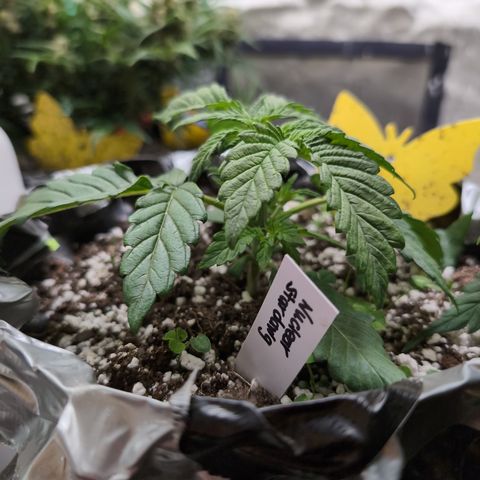 Donna- NH Nuclear Stardawg (74), 22% Sativa, 150g wet/29 dry growlog timeline photo