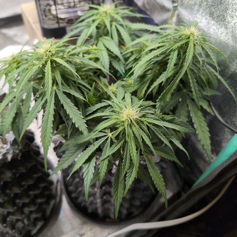Anita-NH ATF (73), 13-27%, Sativa 149g wet/25g dry growlog photo: I think she likes the lower light.