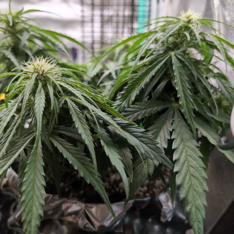 Anita-NH ATF (73), 13-27%, Sativa 149g wet/25g dry growlog photo: I think she likes the lower light.