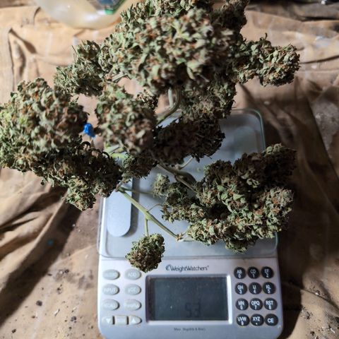 Chrissy -Bruce Banner (78d) 27-33% 60/40S, 215gw/41g dry growlog timeline photo