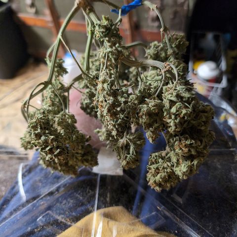 Chrissy -Bruce Banner (78d) 27-33% 60/40S, 215gw/41g dry growlog timeline photo