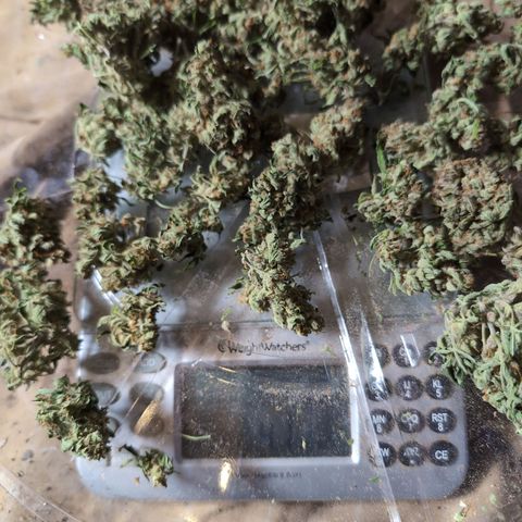 Chrissy -Bruce Banner (78d) 27-33% 60/40S, 215gw/41g dry growlog timeline photo