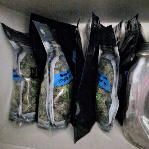 Donna- NH Nuclear Stardawg (74), 22% Sativa, 150g wet/29 dry growlog photo: I think I'm close to a pound!