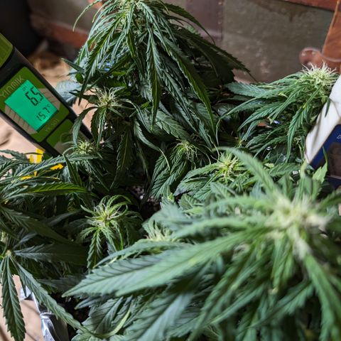 Anita-NH ATF (73), 13-27%, Sativa 149g wet/25g dry growlog photo: Perfection!