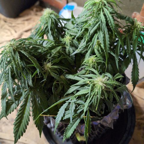 Anita-NH ATF (73), 13-27%, Sativa 149g wet/25g dry growlog photo: She looked a bit whimpy. She was dry.