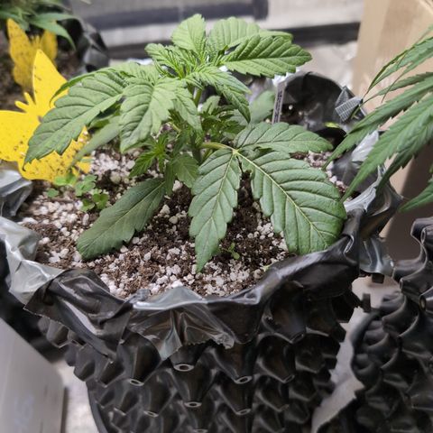 Donna- NH Nuclear Stardawg (74), 22% Sativa, 150g wet/29 dry growlog photo: ❤️