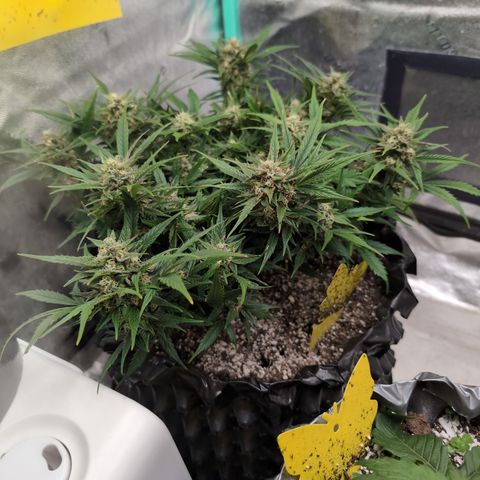Frannie- BB Fat Bastard (90), Hybrid, 30-38%, 312 wet/57 dry growlog timeline photo